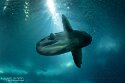 POL01246317 maanvis / Mola mola