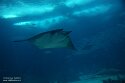 POL01246372 Atlantische duivelsrog / Mobula hypostoma