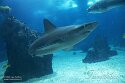 POL01246390 zwartsnuithaai / Carcharhinus acronotus