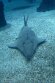 POL01246407 Rhynchobatus australiae (White-spotted guitarfish)