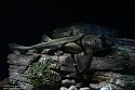POL01246418 Australische varkenskophaai / Heterodontus portusjacksoni