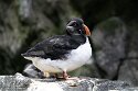 POL01246466 papegaaiduiker / Fratercula arctica