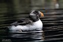 POL01246487 papegaaiduiker / Fratercula arctica