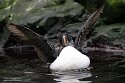 POL01246506 papegaaiduiker / Fratercula arctica