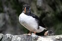 POL01246515 papegaaiduiker / Fratercula arctica
