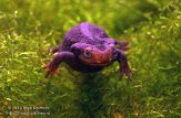 PVG01131524 ruwe krokodilsalamander / Tylototriton verrucosus