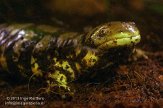 PVG01131528 tijgersalamander / Ambystoma tigrinum