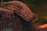 PVG01131544 ribbensalamander / Pleurodeles waltl