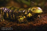 PVG01131581 tijgersalamander / Ambystoma tigrinum