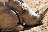EBV01090844 witte neushoorn / Ceratotherium simum
