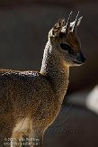 EBV01090856 klipspringer / Oreotragus oreotragus