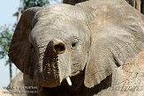 EBV01090867 Zuid-Afrikaanse olifant / Loxodonta africana africana