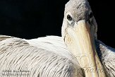 EBV01090880 roodrugpelikaan / Pelecanus rufescens