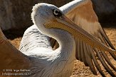 EBV01090885 roodrugpelikaan / Pelecanus rufescens