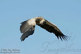 EBV01090919 witruggier / Gyps africanus