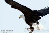 EBV01090947 Afrikaanse zeearend / Haliaeetus vocifer