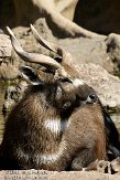 EBV01090965 sitatoenga / Tragelaphus spekii