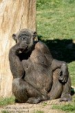 EBV01091053 chimpansee / Pan troglodytes
