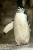 EFM01105574 stormbandpinguïn / Pygoscelis antarcticus