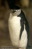 EFM01105576 stormbandpinguïn / Pygoscelis antarcticus