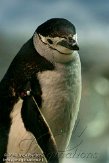 EFM01105609 stormbandpinguïn / Pygoscelis antarcticus