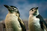 EFM01105625 stormbandpinguïn / Pygoscelis antarcticus