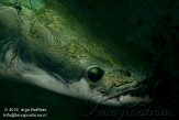 EFM01105727 arapaima / Arapaima gigas