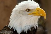 ETJ01104815 Amerikaanse zeearend / Haliaeetus leucocephalus