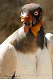 ETJ01104817 koningsgier / Sarcoramphus papa