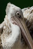 ETJ01104835 roodrugpelikaan / Pelecanus rufescens