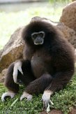 ETJ01104838 withandgibbon / Hylobates lar