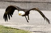 ETJ01104890 Amerikaanse zeearend / Haliaeetus leucocephalus