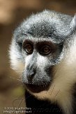 ETJ01104964 L'Hoest meerkat / Cercopithecus lhoesti
