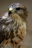 ETJ01104968 roodstaartbuizerd / Buteo jamaicensis