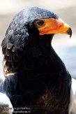 ETJ01104981 bateleur / Terathopius ecaudatus