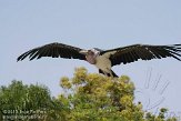 ETJ01104992 Afrikaanse maraboe / Leptoptilos crumeniferus