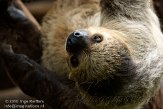 ETL01105184 tweevingerige luiaard / Choloepus didactylus