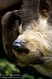 ETL01105188 tweevingerige luiaard / Choloepus didactylus