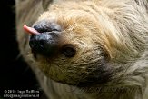 ETL01105189 tweevingerige luiaard / Choloepus didactylus