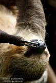 ETL01105193 tweevingerige luiaard / Choloepus didactylus