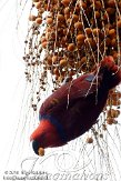 ETL01105306 edelpapegaai/ Eclectus roratus