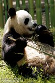 EZM01105341 reuzenpanda / Ailuropoda melanoleuca