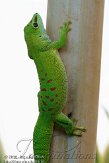 EZM01105406 Madagaskarreuzendaggekko / Phelsuma grandis