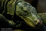 EZM01105434 papoeavaraan / Varanus salvadorii