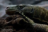 EZM01105438 papoeavaraan / Varanus salvadorii