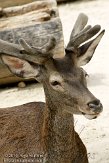 EZM01105483 Spaans edelhert / Cervus elaphus hispanicus