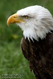 EZM01105498 Amerikaanse zeearend / Haliaeetus leucocephalus