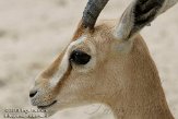 EZM01105528 dorcasgazelle / Gazella dorcas