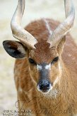 EZM01105544 sitatoenga / Tragelaphus spekii