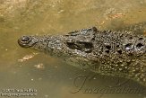 ETM01105052 Cubaanse krokodil / Crocodylus rhombifer